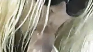 Brolis-vėpla dulkina ...